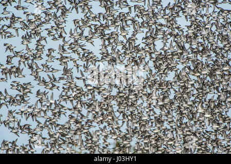 Voler jusqu'à l'Essaim, le Bécasseau maubèche (Calidris canutus), King's Lynn, Norfolk, Angleterre Banque D'Images