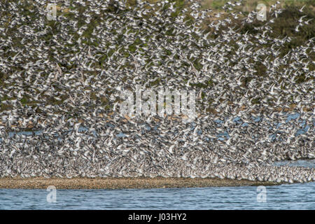 Voler jusqu'à l'Essaim, le Bécasseau maubèche (Calidris canutus), King's Lynn, Norfolk, Angleterre Banque D'Images