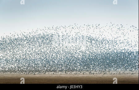 Grande bande d'échassiers, les Bécasseaux maubèches (Calidris canutus) et d'huîtriers (Haematopus ostralegus) au-dessus de la zone alluviale laver Banque D'Images