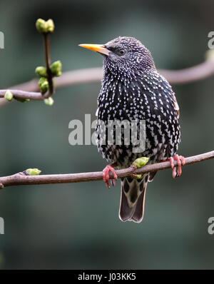 Les étourneaux sont petites à moyennes passereaux de la famille des Fringillidae. Banque D'Images