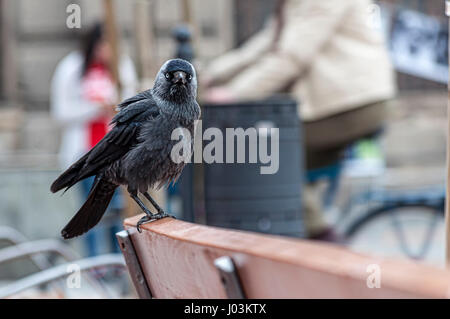 Corvus monedula. Eurasian jackdaw. Oiseau sur un banc dans la ville. Banque D'Images