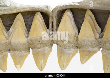 L'intérieur de la bouche d'un requin, montrant les rangées de dents. Si un requin perd une dent, une tourne en place référence de remplacement pour combler le vide. Isolé sur blanc Banque D'Images