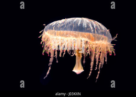 Fleur japonaise hat jelly, Olindias formosus, trouvés dans l'ouest du Pacifique au large de la côte sud du Japon. Isolé sur fond noir. Banque D'Images