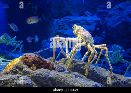 L'araignée géante, Japonais, qui peut atteindre une envergure de 5,5 mètres à partir de la griffe griffe. C'est considérée comme un mets de choix au Japon, Banque D'Images