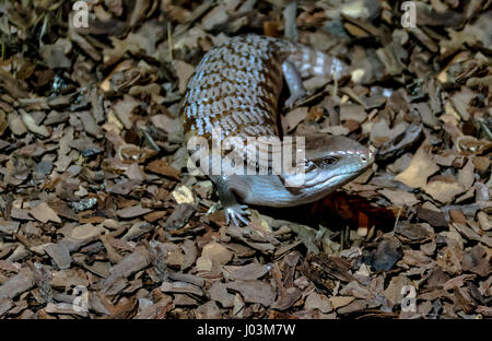 Blue tongued skink Banque D'Images