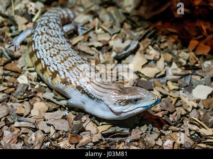 Blue tongued skink Banque D'Images