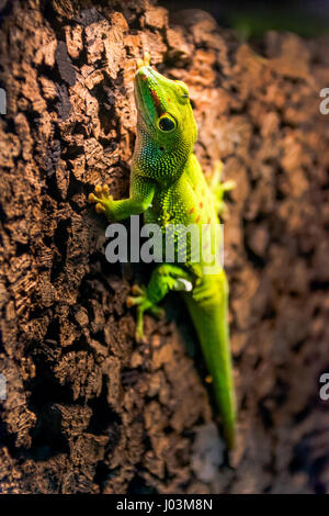Green gecko fonctionnant sur un mur en liège Banque D'Images