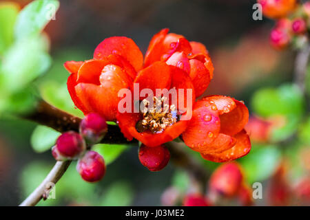 Coing fleuri Chaenomeles japonica Sargentii fleurs détail Banque D'Images