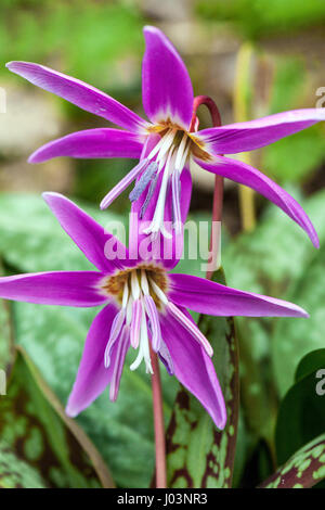 Erythronium dens-canis, chien-dent-violet ou chien-dent-violet Banque D'Images