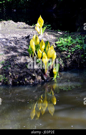 Refletions de marais ou de chou choux jaune (Lysichiton americanus ou Lysichiton camtschatcensis) dans Valley Gardens Harrogate, Yorkshire.UK. Banque D'Images