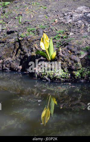 Refletions de marais ou de chou choux jaune (Lysichiton americanus ou Lysichiton camtschatcensis) dans Valley Gardens Harrogate, Yorkshire.UK. Banque D'Images