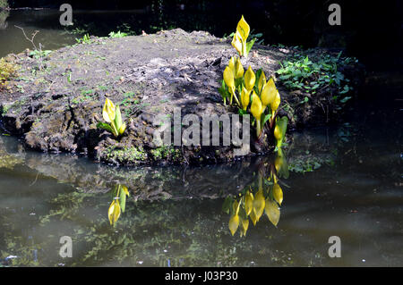 Refletions de marais ou de chou choux jaune (Lysichiton americanus ou Lysichiton camtschatcensis) dans Valley Gardens Harrogate, Yorkshire.UK. Banque D'Images