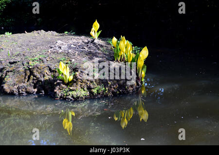 Refletions de marais ou de chou choux jaune (Lysichiton americanus ou Lysichiton camtschatcensis) dans Valley Gardens Harrogate, Yorkshire.UK. Banque D'Images