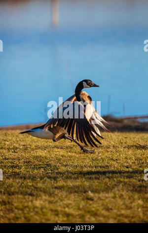 Vertical image d'une bernache du Canada (Branta canadensis) a venir pour l'atterrissage Banque D'Images