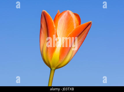Libre d'une orange et jaune seul tulip (Tulipa) fleur en pleine floraison au printemps, dans le Royaume-Uni, contre le ciel bleu. Printemps tulipe. Tulipes au printemps. Banque D'Images