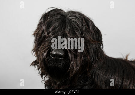 Portrait d'un chien de compagnie Briard au Royaume-Uni Banque D'Images