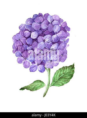 Hortensia lilas fleurs isolé sur fond blanc. Banque D'Images