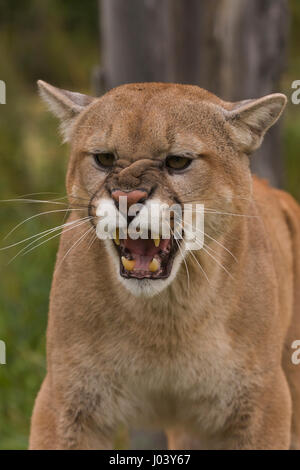 Le couguar (Felis concolor) Masculin 9 ou 10 ans snarling Banque D'Images