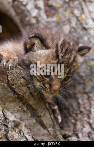 Lynx roux (Lynx rufus) lynx bébé de six semaines Banque D'Images