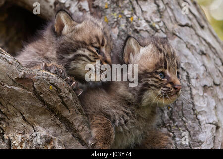 Lynx roux (Lynx rufus) lynx bébé de six semaines Banque D'Images