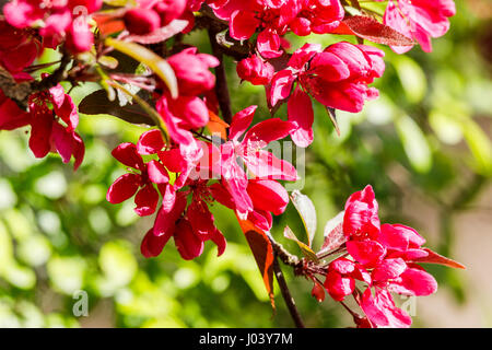 Mauve au rose ou rouge foncé de fleur de pommier (Malus) floraison des arbres au printemps, Surrey, au sud-est de l'Angleterre, Royaume-Uni Banque D'Images