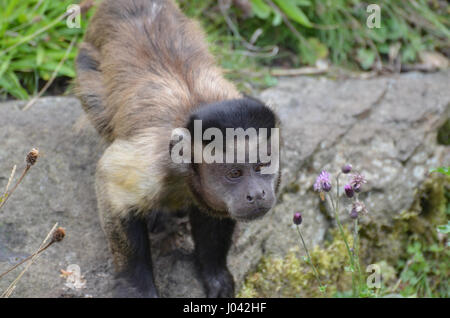 Le jeune singe capucin perché sur un rocher. Banque D'Images