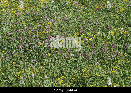 Wild Flower meadow alpin Banque D'Images