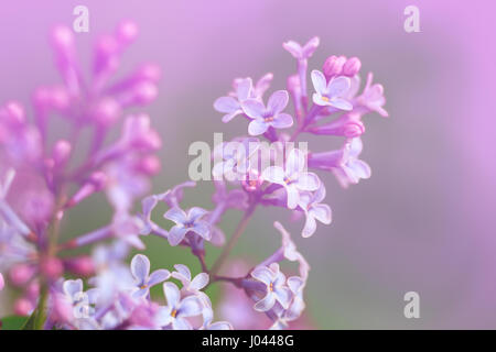 Image en gros plan du printemps fleurs violet lilas, soft abstract floral background Banque D'Images