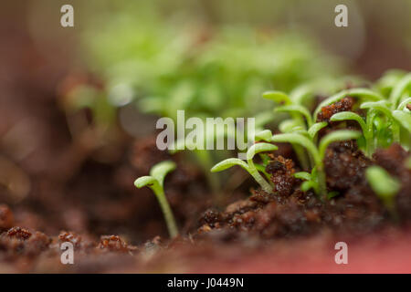 Camomille verte des pousses. Cress sprouts Banque D'Images