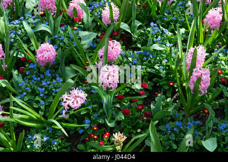 Spring Flower bed avec Myosotis, Bellis et jacinthes, Jephson Gardens, Leamington Spa, Royaume-Uni Banque D'Images