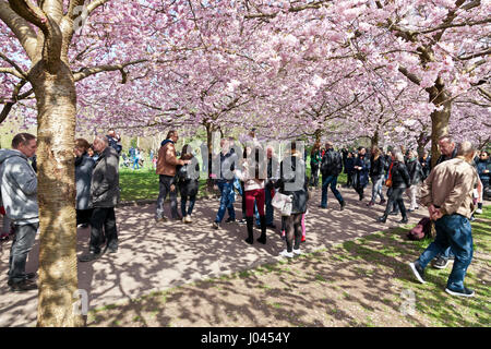 La populaire Avenue des cerisiers en fleur au cimetière Bispebjerg, Copenhague, Danemark. Banque D'Images