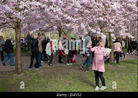 L'Avenue des cerisiers en fleur au cimetière Bispebjerg, Copenhague, Danemark, a connu un boom des visiteurs au cours des dernières années. Beaucoup de visiteurs de tir selfies. Banque D'Images