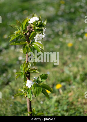Mini cerisier nain, jeune plant in garden, en fleurs. Banque D'Images