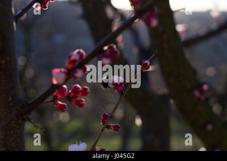 Bumblebee sur Fleurs d'abricot Banque D'Images