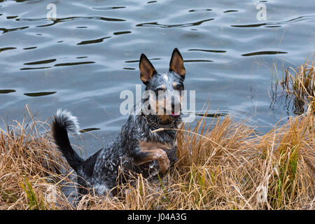 À TALON bleu chien jouant dans un étang de montagne en automne Banque D'Images