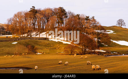 Moutons paissent sur les pâturages partiellement recouvert de neige de l'hiver dans wensleydale en Angleterre's Yorkshire Dales national park. Banque D'Images