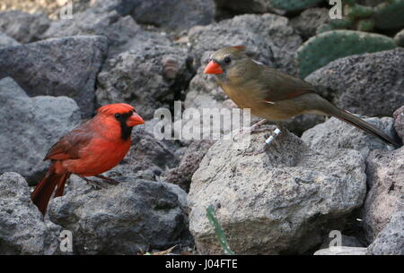 Le Nord de l'homme et la femme ou le Cardinal rouge (Cardinalis cardinalis) Banque D'Images