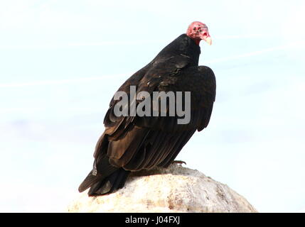 Nouveau Monde urubu ou Turquie buzzard (Cathartes aura) Banque D'Images