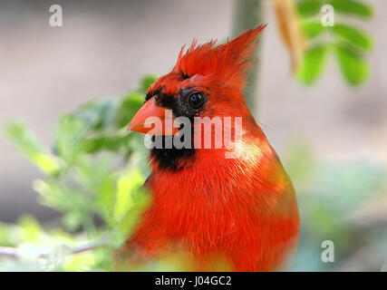 Gros plan extrême d'un homme du Nord canadien ou le Cardinal rouge (Cardinalis cardinalis) Banque D'Images