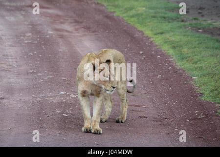 Lionne debout sur drit road dans le cratère du Ngorongoro, en Tanzanie, en Afrique. Banque D'Images