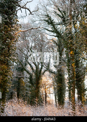 Les poussières de la neige d'hiver arbres d'un bois traditionnel anglais copse dans la vallée de Blackmore district de Dorset. Banque D'Images