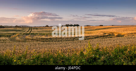 Domaines de cultures céréalières dans la vallée de Blackmore agricoles district de North Dorset, Angleterre. Banque D'Images