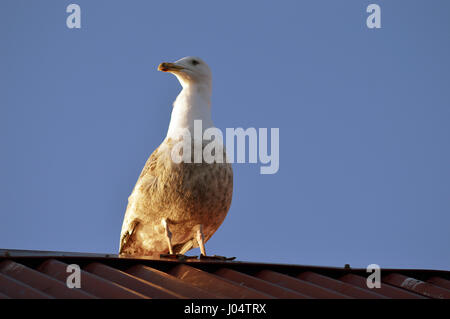 Un Européen juvénile goéland argenté (Larus argentatus) est assis sur un toit donnant sur le port d'Arbroath Banque D'Images