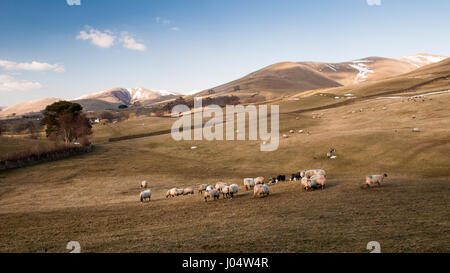 L'usure rondes et repliées de la montagnes Fells Cap Sud sur le bord des Yorkshire Dales National Park dans la région de Cumbria, Angleterre. Banque D'Images