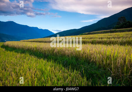 Bhoutan - CIRCA Octobre 2014 : Champs de riz dans la campagne bhoutanais. Banque D'Images