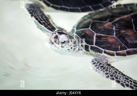 Bébé tortue d'être favorisé dans une piscine avant rejet à la nature. Cancun, Mexique. Banque D'Images