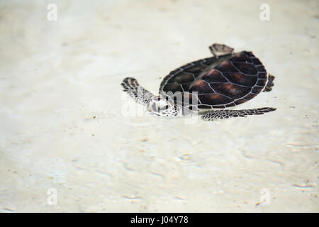 Bébé tortue d'être favorisé dans une piscine avant rejet à la nature. Cancun, Mexique. Banque D'Images