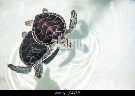 Bébé tortue d'être favorisé dans une piscine avant rejet à la nature. Cancun, Mexique. Banque D'Images