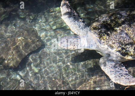 Des tortues adultes dans un étang. Cancun, Mexique. Banque D'Images