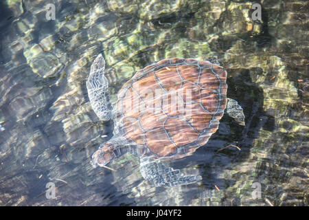 Des tortues adultes dans un étang. Cancun, Mexique. Banque D'Images